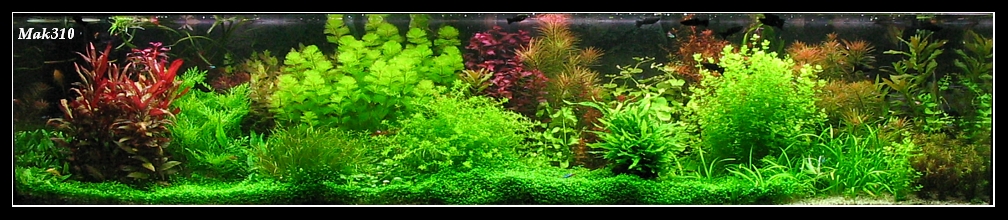 hosted by zapodaj.net