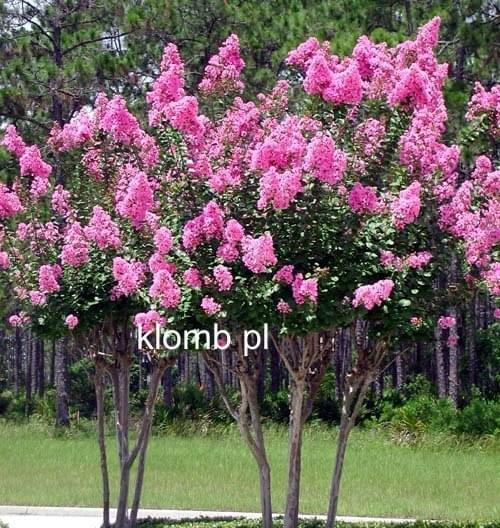 9522.jpg Fotosik.pl  9522.jpg Fotosik.pl