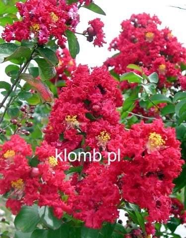 9535.jpg Fotosik.pl  9535.jpg Fotosik.pl