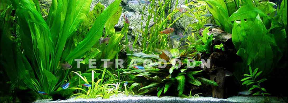 Darmowy Hosting na Zdjęcia Fotki i Obrazki