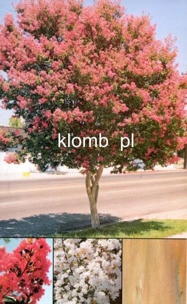 LagerstroemiaIndica.jpg Fotosik.pl  LagerstroemiaIndica.jpg Fotosik.pl