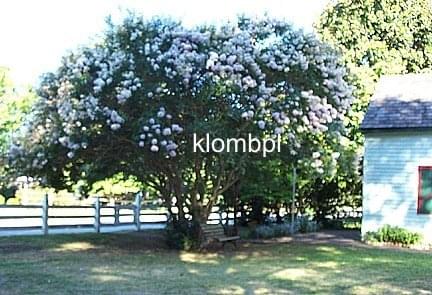 tcs1.jpg Fotosik.pl  tcs1.jpg Fotosik.pl